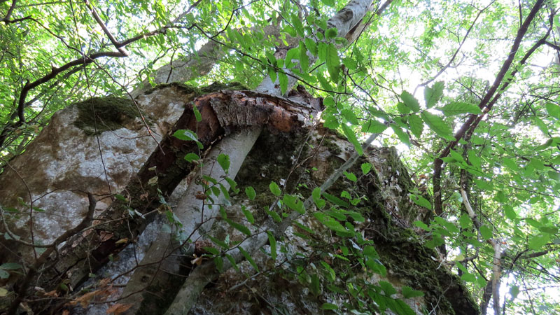 Как змея обвивает ствол... Как змея обвивает ствол...