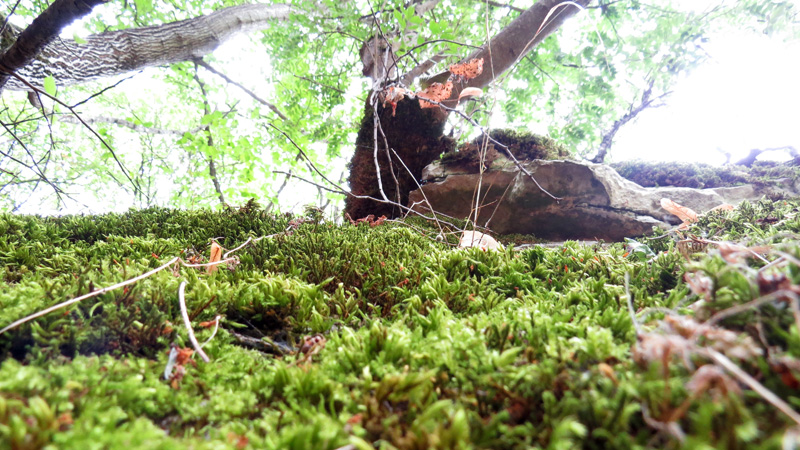 Ущелье Унот 25. Ущелье Унот 25.