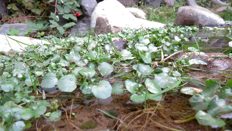 Ущелье Унот 36. Ущелье Унот 36.