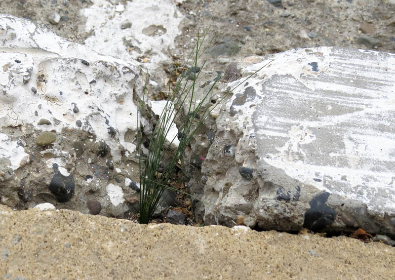 Зарисовка. Трава выбилась и растёт между бордюрами.