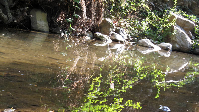 Отражение зелени. Отражение зелени.