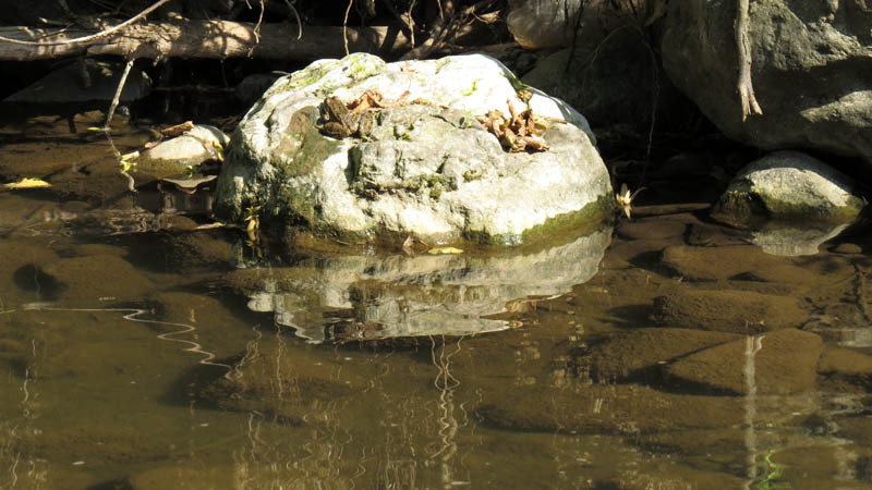 Лягушка загорает... Лягушка загорает...