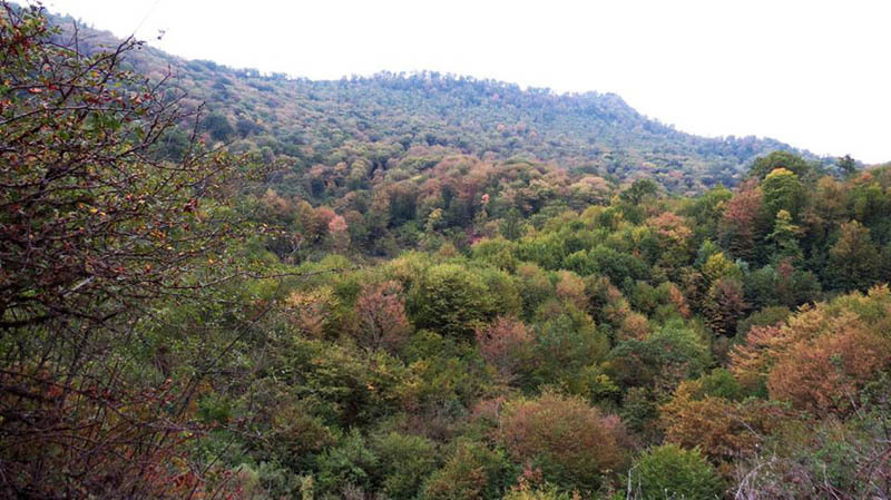 Кроны деревьев постепенно меняют цвет - осень медленно вступает в свои права. Кроны деревьев постепенно меняют цвет - осень медленно вступает в свои права.