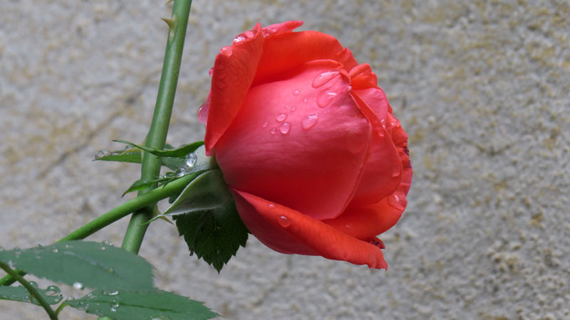 Мои поздрвление педагогам. Сегодняшнее моё фото специально для этого дня. Мои поздрвление педагогам. Сегодняшнее моё фото специально для этого дня.