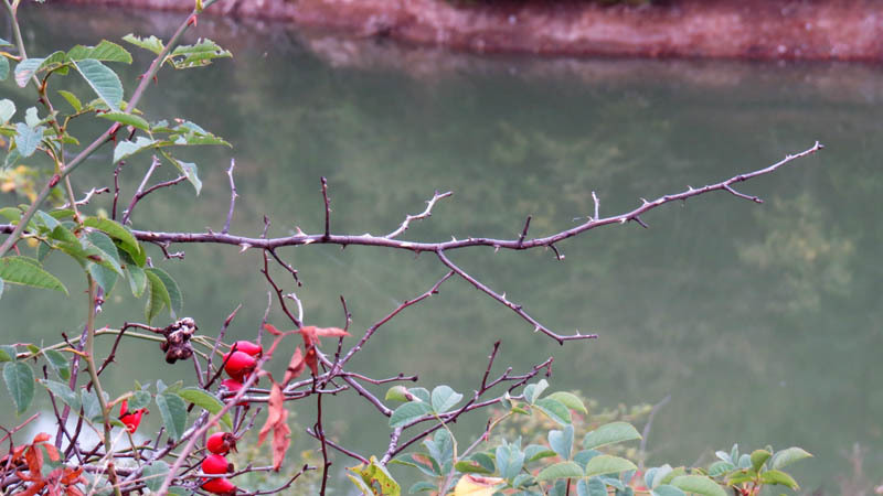 Сухая колючая ветка на фоне воды. Сухая колючая ветка на фоне воды.