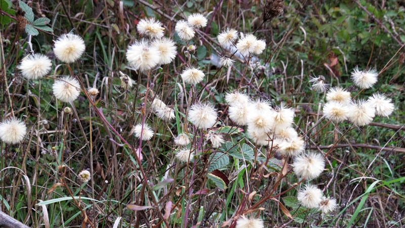 Куст одуванчика. Куст одуванчика.