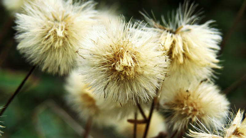 Одуванчик. Фрагмент. Одуванчик. Фрагмент.