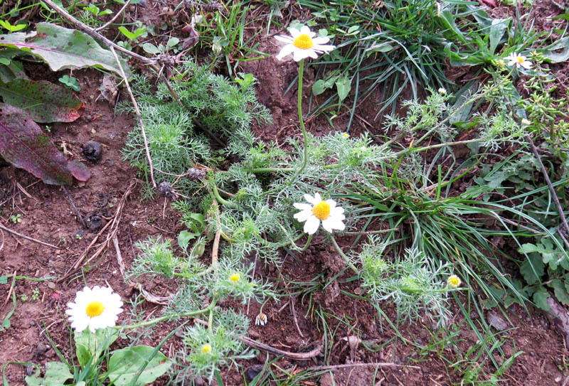 Ромашки. Ромашки.