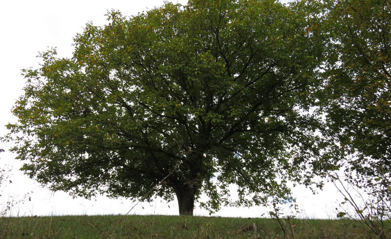 Дерево грецкого ореха. Дерево грецкого ореха.