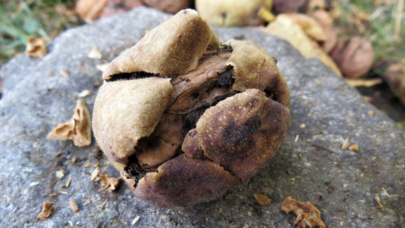 Зрелый раскрывшийся плод. Зрелый раскрывшийся плод.