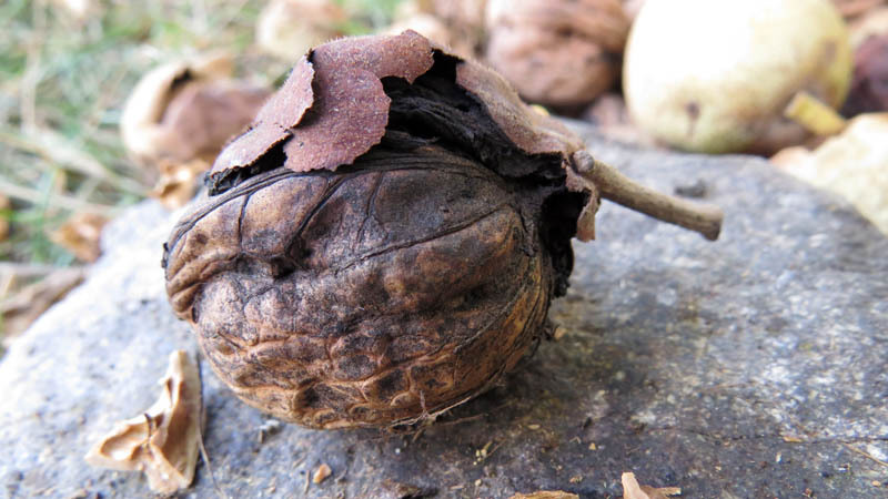 Орех под дождём почернел. Орех под дождём почернел.