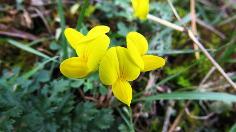 По моему это лотус. По моему это лотус.