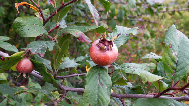 Шишки. Шишки.