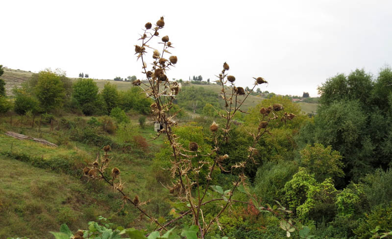 Колючка. Колючка.