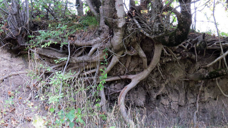 Какой же пост про природу и без корней.. Какой же пост про природу и без корней..