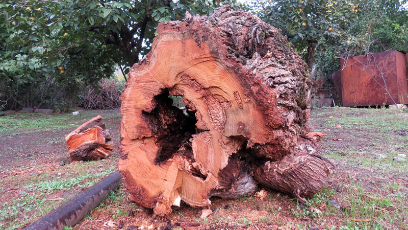 Пень со сквозным отверстием. Пень со сквозным отверстием.