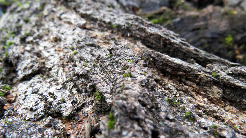 Молодые побеги на коре дерева. Молодые побеги на коре дерева.