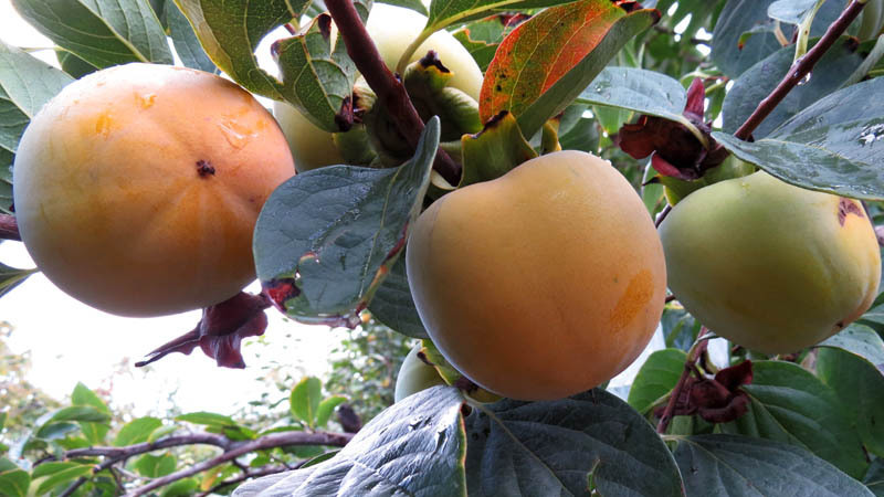 Хурма. Хурма.