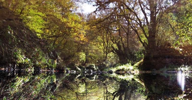  Отражения деревьев, кустов. Фотография перевёрнута на 180 градусов.
