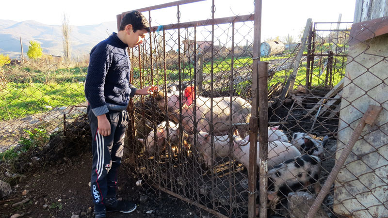 Когда входили во двор Жанны Мовсисян, я увидел подростка, который через сетку «общался» с поросятами.