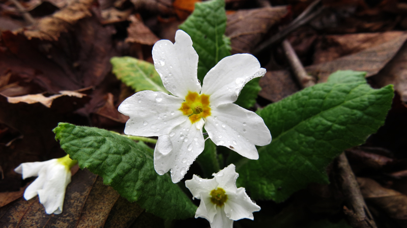 Белая лесная примула крупным планом. Белая лесная примула крупным планом.