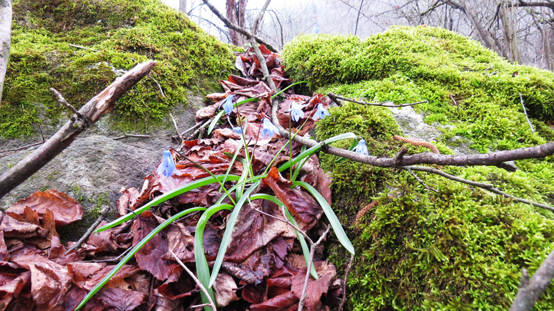 Колокольчики выросли в расщелине между валунами. Колокольчики выросли в расщелине между валунами.