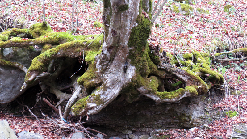 Корни дерева покрытые мхом. Корни дерева покрытые мхом.