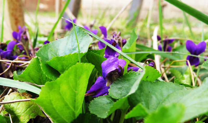 Фиалки. Фиалки.