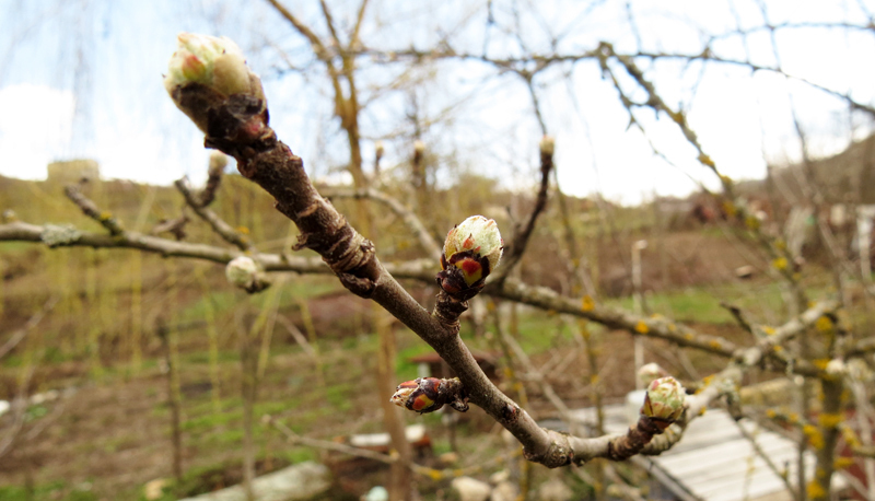 Почки на втах черешни. Почки на втах черешни.