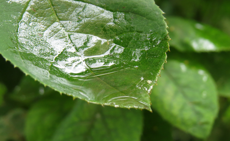 Скопление дождевой воды... Скопление дождевой воды...