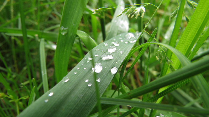 Капли дождя на травинке. Капли дождя на травинке.