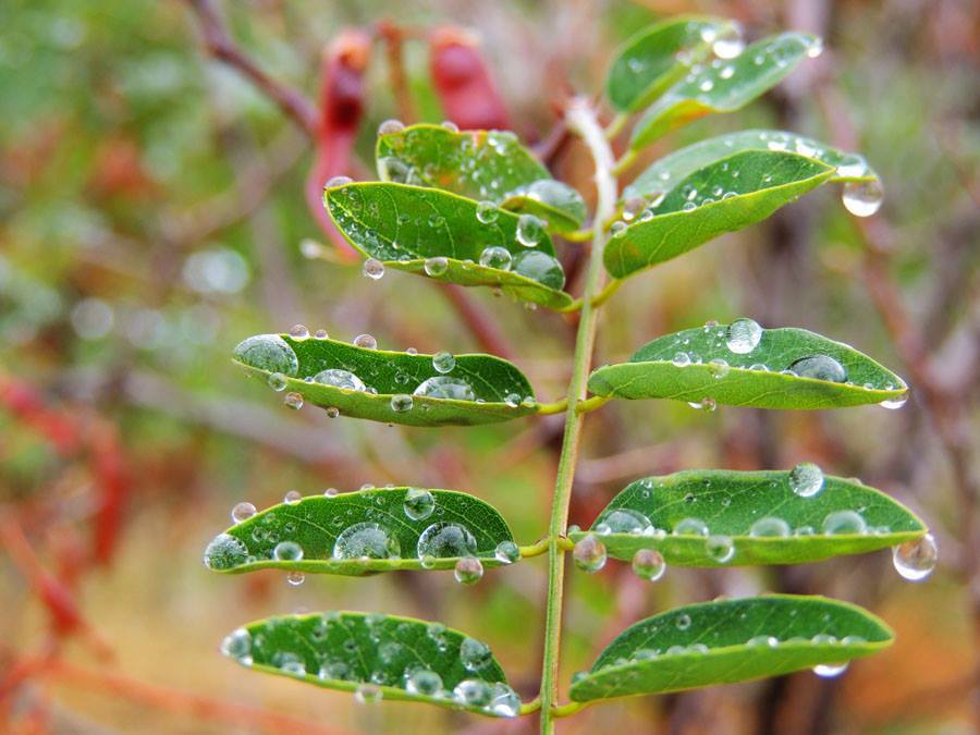 Моё прошлогоднее фото - 1. Моё прошлогоднее фото - 1.