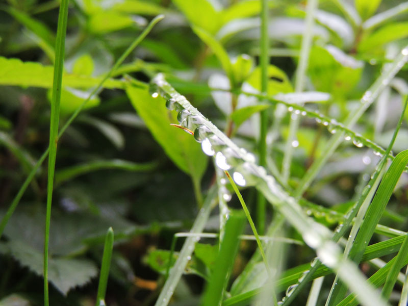 Осенняя роса - 7. Осенняя роса - 7.