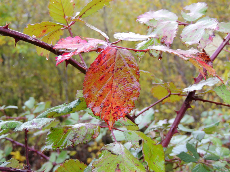 Осень... Осень...
