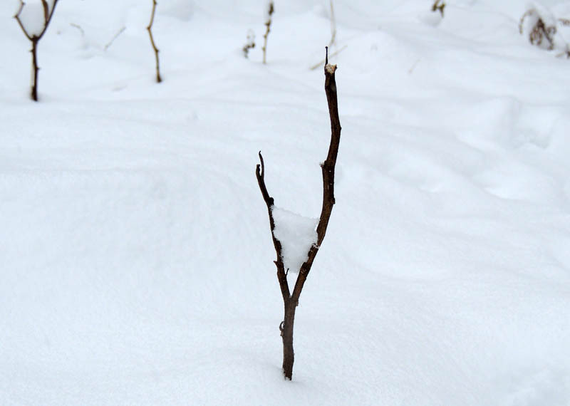 Зимний день 11. Зимний день 11.