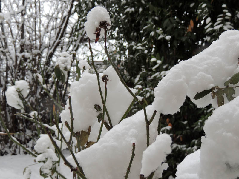 Зимний день 16. Зимний день 16.