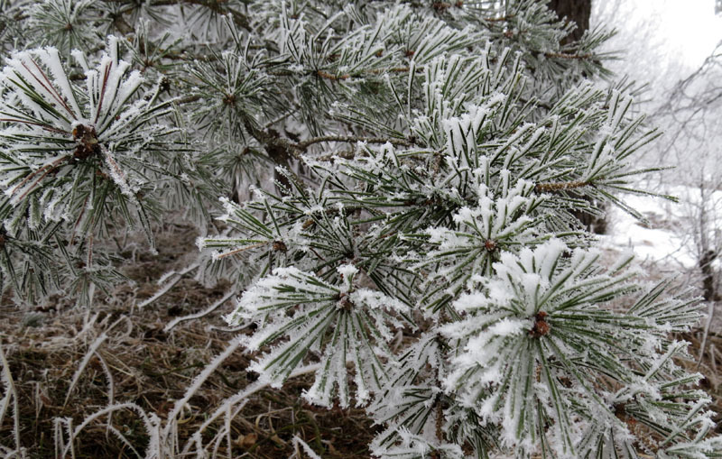 Виртуальная выставка, январь - 10. Виртуальная выставка, январь - 10.