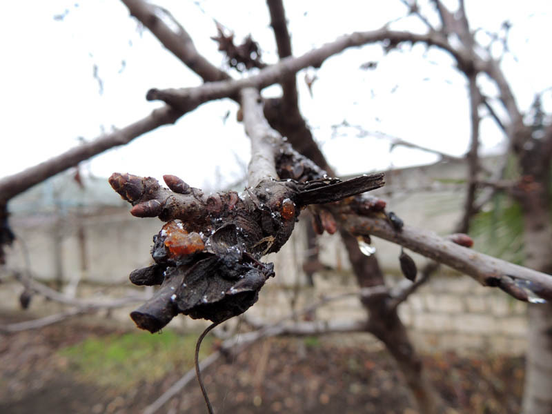 Несколько дней активного солнца и дерево начало оживать.... Несколько дней активного солнца и дерево начало оживать....