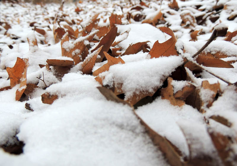 Жухлые листья под снегом. Жухлые листья под снегом.