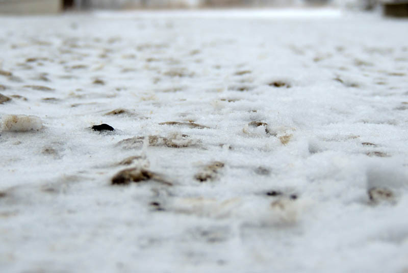 Щемля припорошена снегом, еле заметен след от протектроа легкового авто. Щемля припорошена снегом, еле заметен след от протектроа легкового авто.