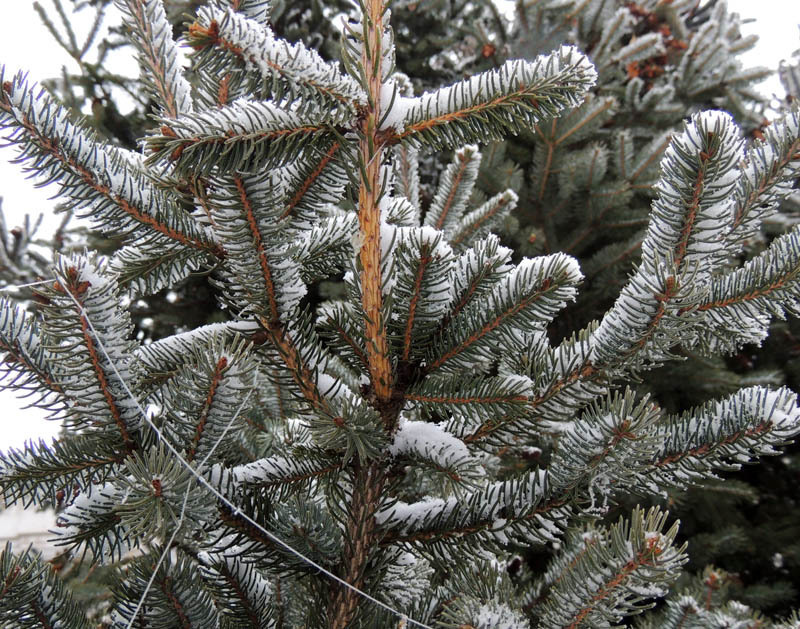 Ветка ёлочки. Ветка ёлочки.