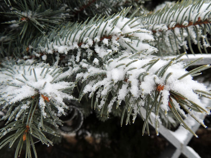 Ветка королевской ели. Ветка королевской ели.