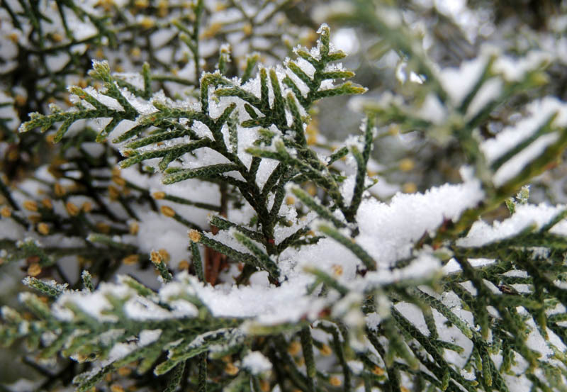 Иголочки ели. Иголочки ели.