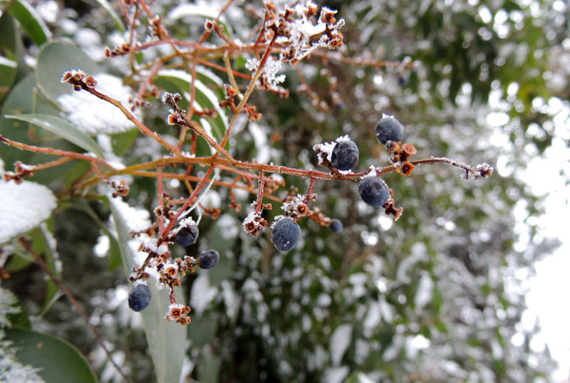 Замёрзшие ягоды. Замёрзшие ягоды.