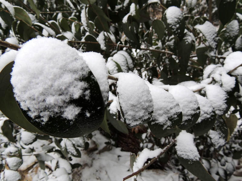 Выстроились в затылок друг-друга. Выстроились в затылок друг-друга.