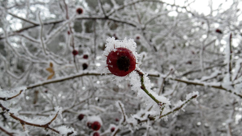 Фотография - Фотография -