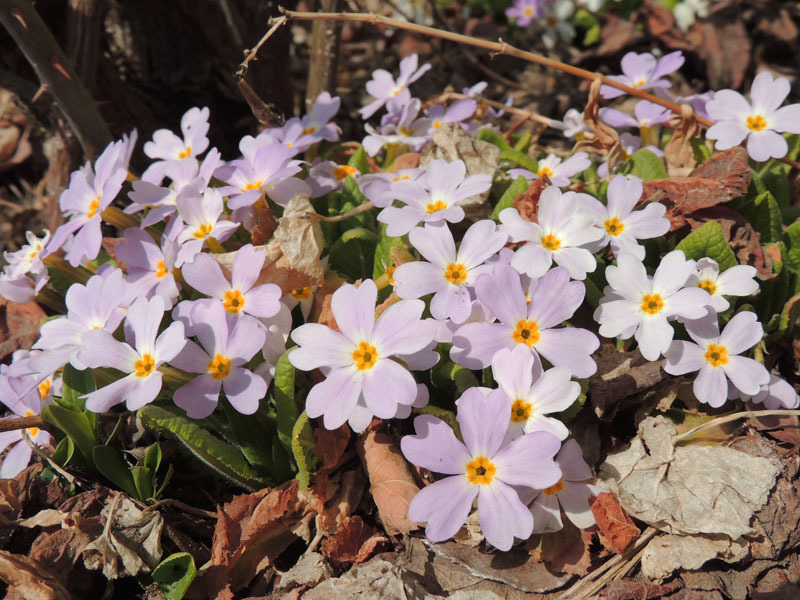 Лесная примула. Лесная примула.