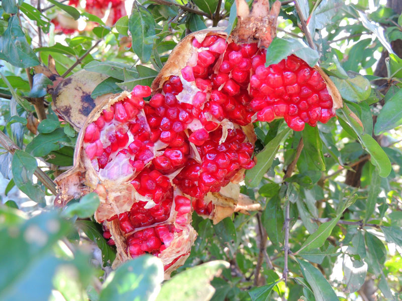 Гранат - 5. Гранат - 5.