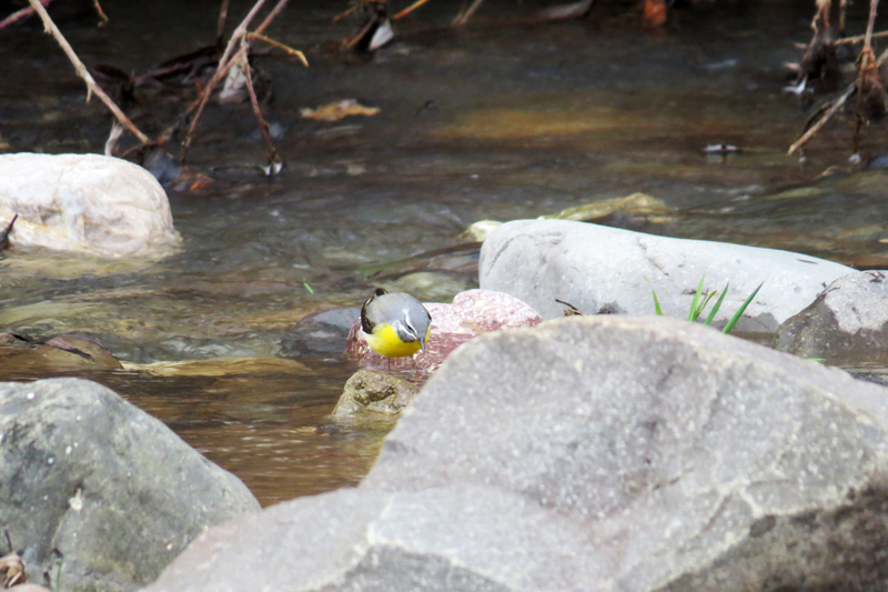 Красивая птичка.
