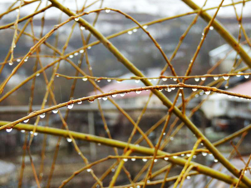 Роса. Фото 3. Роса. Фото 3.